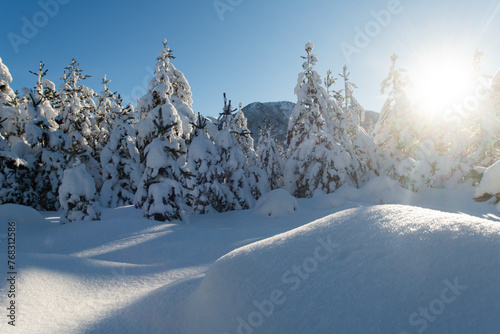 Majestic Pine Forest Bathed in Sunlight on Snowy Mountains.