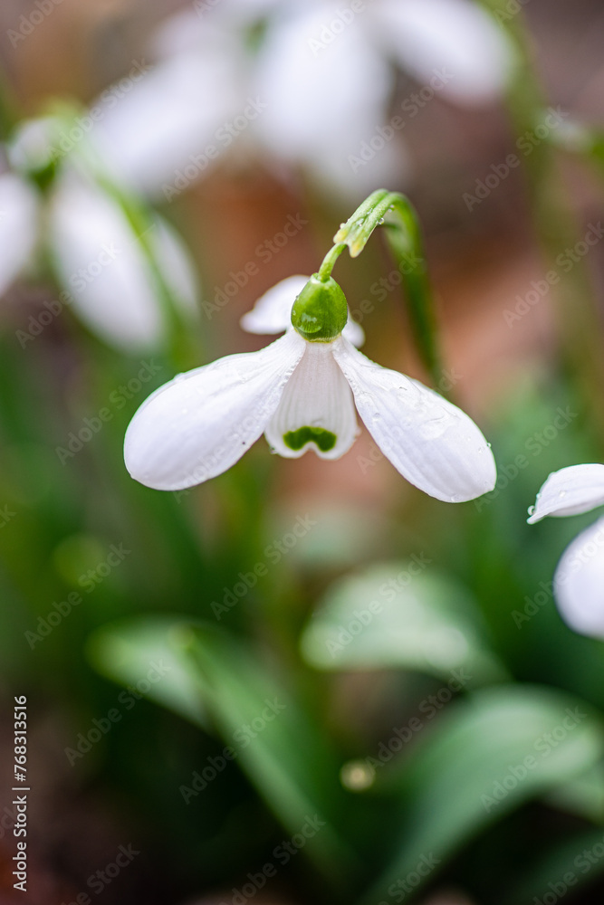 Dew-kissed snowdrop flower heralding springtime Dew-kissed snowdrop flower heralding springtime