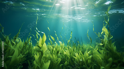 Sunlight shining through underwater landscape and seabed covered with green seaweed