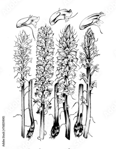 Fototapeta Naklejka Na Ścianę i Meble -  Pen and ink illustration of some European brooms (Orobanche: grex minores).