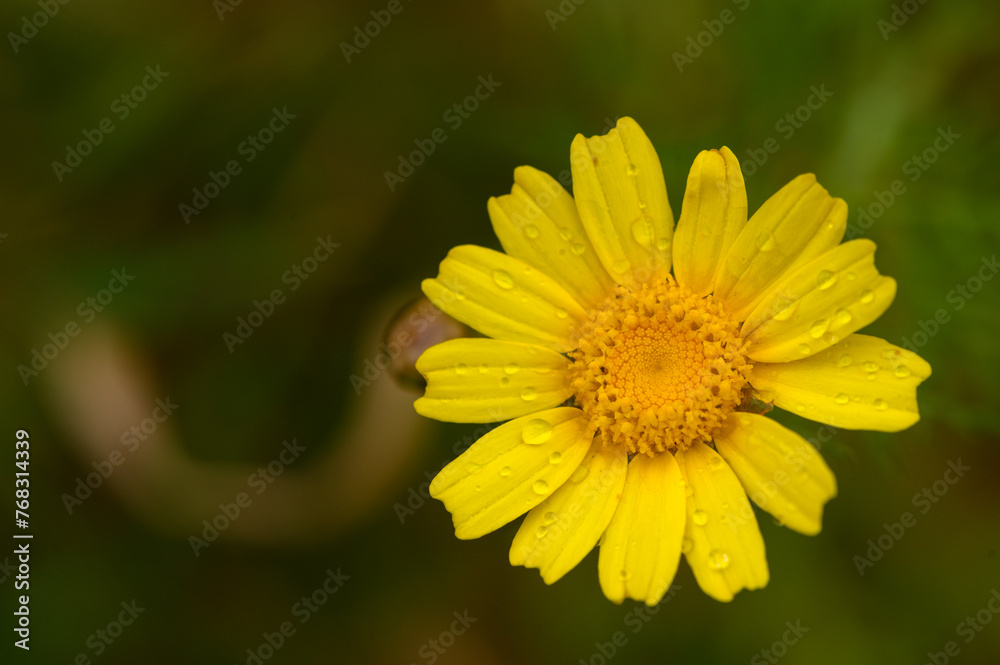 Chrysanthemum coronarium, is a species of flowering plant in the daisy family. It is native to the Mediterranean region. Chrysanthemum coronarium, is a species of flowering plant in the daisy family. It is native to the Mediterranean region.
