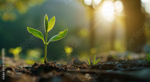 Young Withania Plant in a  Blured  Countryside View in sunlight. Concept of ecology and growth.