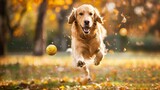 golden retriever playing with ball in park