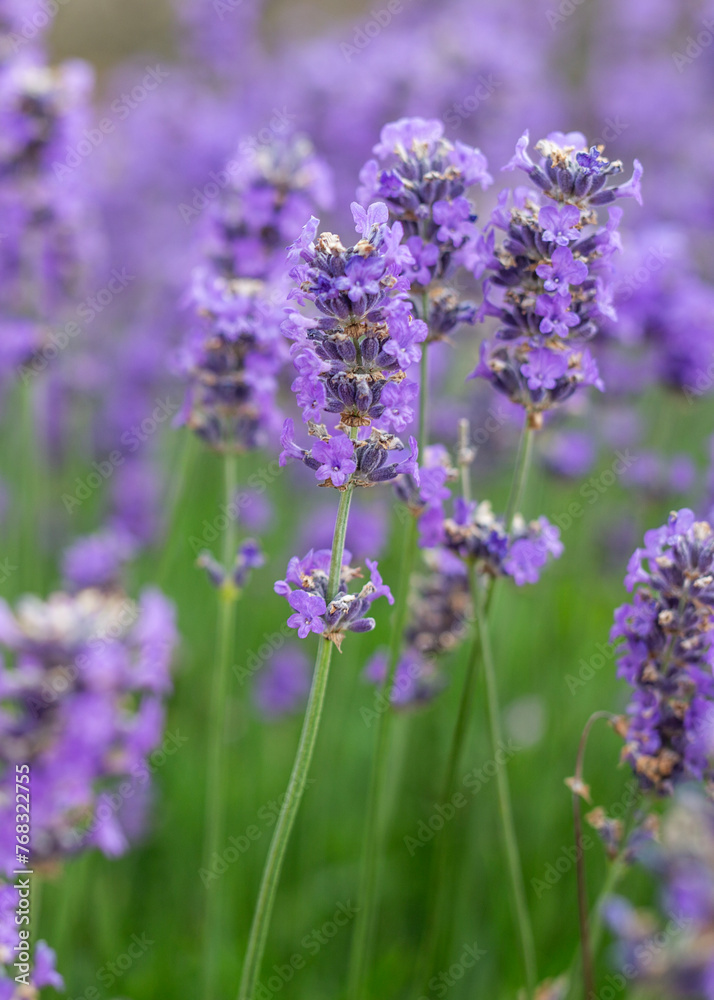 Obraz premium Purple lavender
