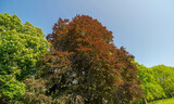 Czerwony buk w historycznym parku na wiosnę. Piękna odmiana buka - okaz rosnący obok kwitnącego dużego kasztanowca.