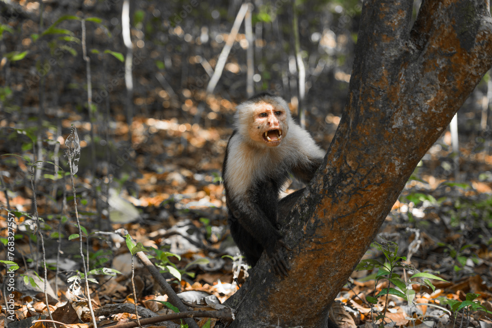 Naklejka premium furious monkeys in the forest 