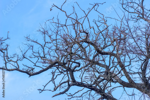 Gałęzie robinii akacjowej na tle błękitnego zimowego nieba. Malowniczo poskręcane gałęzie dużego drzewa na tle pogodnego, błękitnego nieba w lutowe popołudnie.