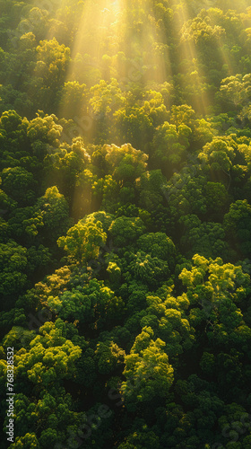 Spirit of the Forest  Wisps of Mist  Ancient Trees  Supernatural Aura  Mysterious Glow  Photography  Golden Hour  Lens Flare