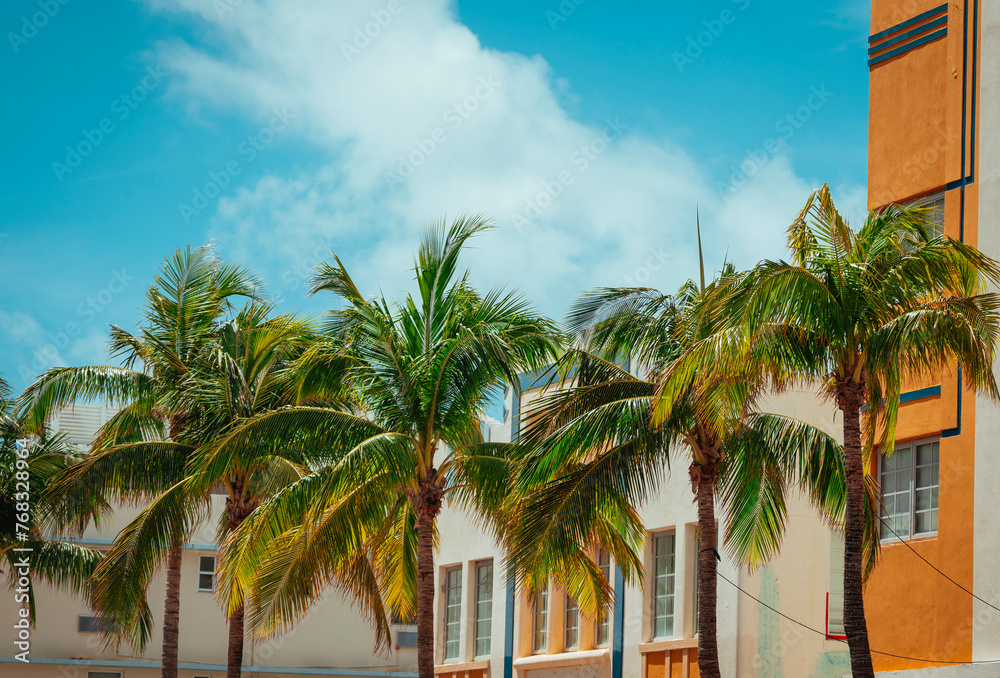 trees on the street palms Miami Beach 