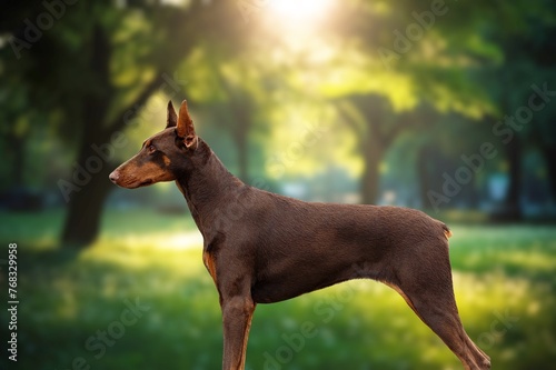 Beautiful smart dog in forest background