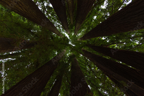 Redwood park  Arcata  CA USA