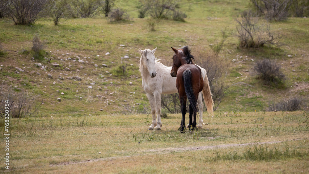 Dark sorrel and white wild horse stallions facing off before fighting in the Salt River wild horse management area near Scottsdale Arizona United States Dark sorrel and white wild horse stallions facing off before fighting in the Salt River wild horse management area near Scottsdale Arizona United States