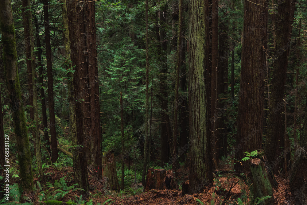 Redwood park, Arcata, CA USA