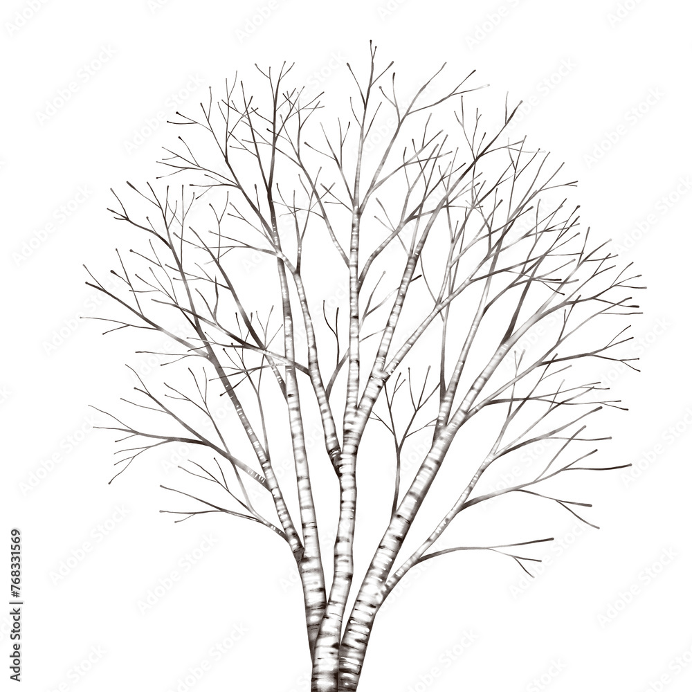 Bare birch tree isolated of winter season
