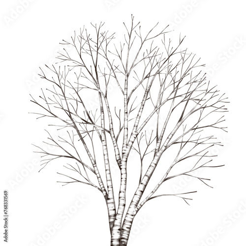 Bare birch tree isolated of winter season