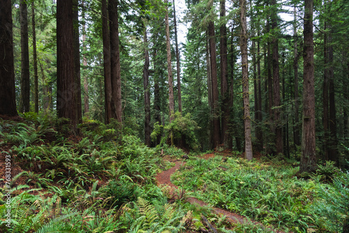 Redwood park, Arcata, CA USA photo