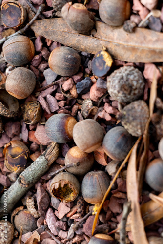 pebble and acorns on the beach of lake superior 