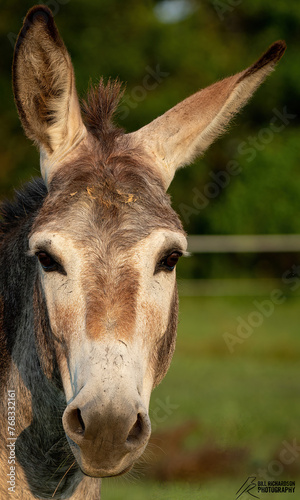 Donkey on the Farm Democrat Jackass