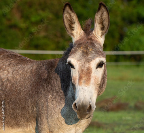 Donkey on the Farm Democrat Jackass