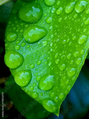 wet green leaf