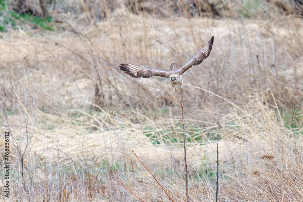 葦原から飛び出す美しいノスリ（タカ科）。

日本国群馬県、利根川河川敷にて。
2024年3月23日撮影。

A beautiful Eastern Buzzard (Buteo japonicus, family comprising hawks) flying out of a reed bed.

At Tonegawa riverbed, Gunma, Japan,
photo by Mar