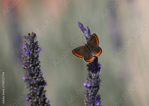 A Brown Argus butterfly (Aricia agestis) feeding on lavendar. Shot on the island of Kythira, Greece.
