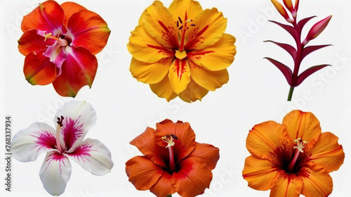 Beautiful tropical flowers