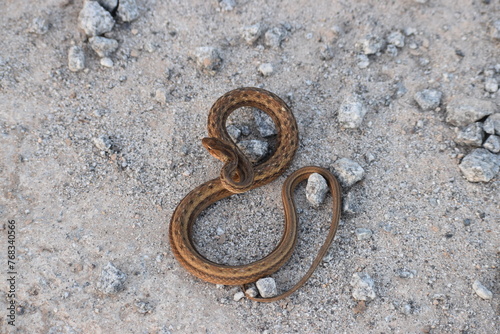 serpiente snake