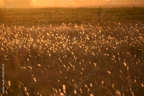 pastizal grassland