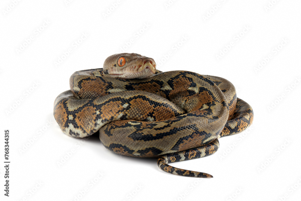 The Reticulated Python (Malayopython reticulatus) is a python species ...