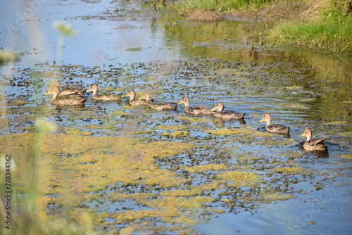 patos, ducks
