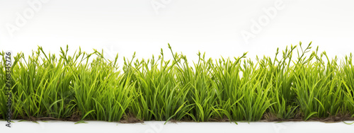 Natural Green Grass Border on White Background with Roots