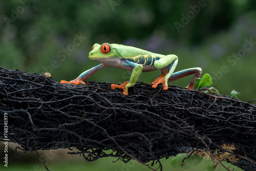 The Red-eyed Tree Frog (Agalychnis callidryas) on tree branch.