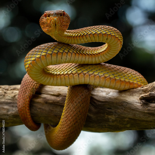 Mangrove Pit Viper (Trimeresurus purpureomaculatus).