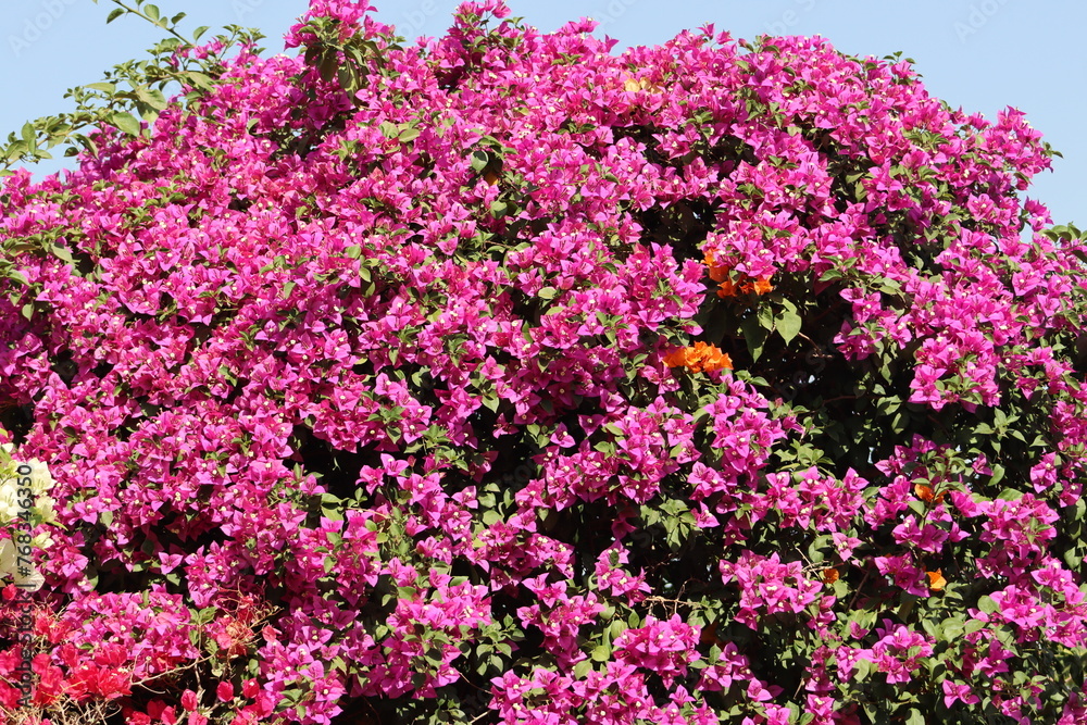 Lots Of Beautiful Pink Bougainvillea Flower Lots Of Beautiful Pink Bougainvillea Flower
