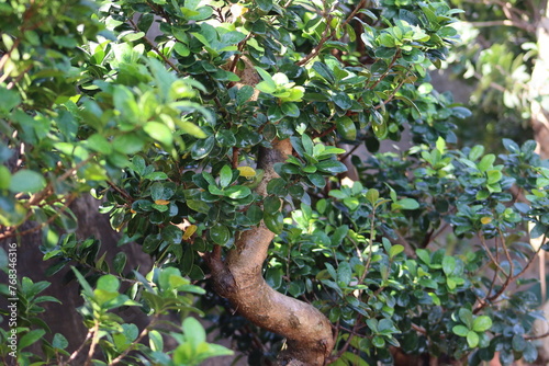 Green Leaves Ficus bonsai Closeup