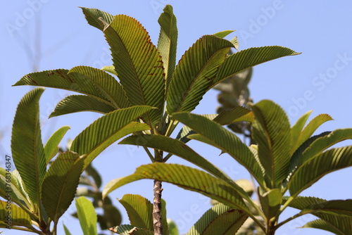 Dillenia indica plant beautiful green leaves closeup photo