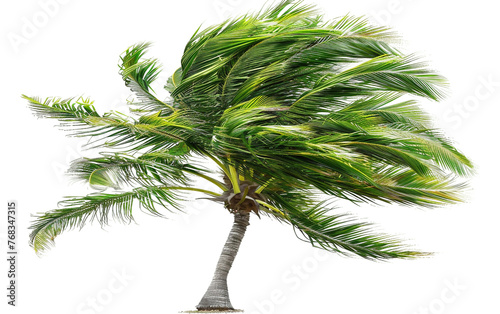 Palm Tree Dancing in the Wind Isolated on Transparent Background PNG. photo