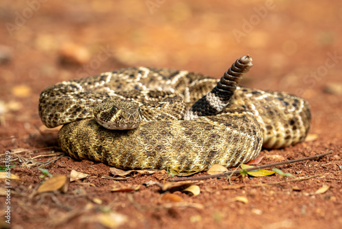 Canvas Print The Western Diamondback Rattlesnake (Crotalus atrox) coiled with rattle erect