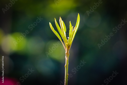 Green little plant closeup with blur background