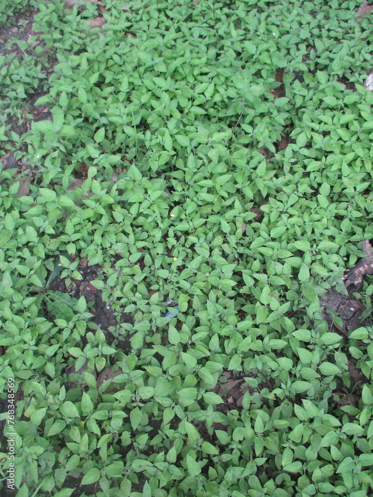 wild grass that can grow abundantly in gardens or fields wild grass that can grow abundantly in gardens or fields