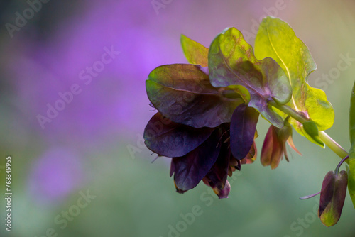A wildflower called honeywort. Genus cerinthe. Spring time in Greece. photo