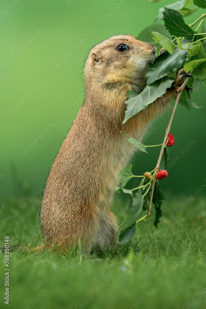 Fototapeta premium Prairie dog (Cynomys) is native to the grasslands of North America.
