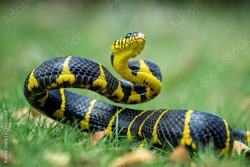 The Gold-ringed Cat Snake (Boiga dendrophila) is a species endemic to Southeast Asia.