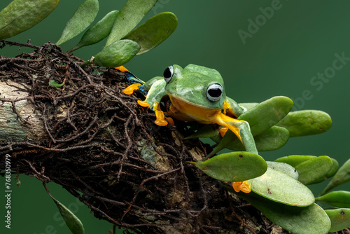 Green Flying frog (Rachophorus reinwardtii) on tree branch. photo