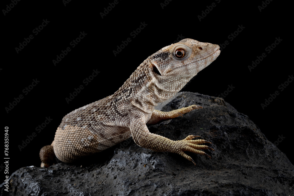 Fototapeta premium The Savannah Monitor (Varanus exanthematicus) is a species of monitor lizard native to Africa.