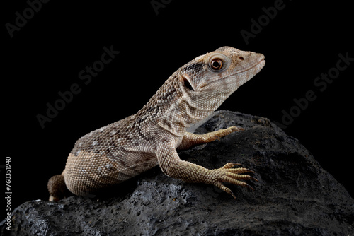 The Savannah Monitor  Varanus exanthematicus  is a species of monitor lizard native to Africa.