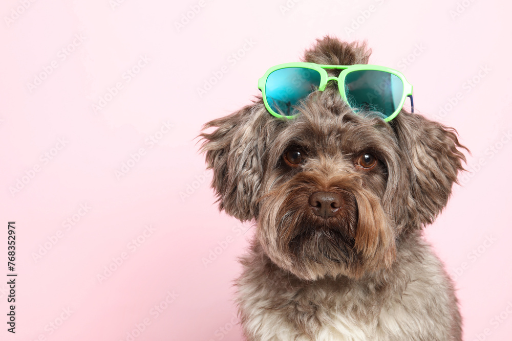 Cute Maltipoo dog with sunglasses on pink background, space for text. Lovely pet