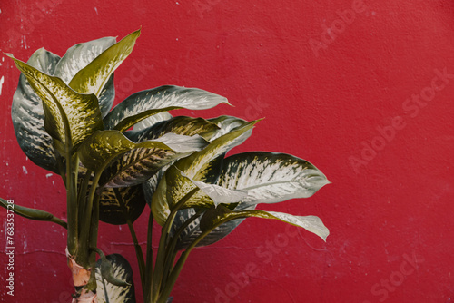 Green plant on the red wall background