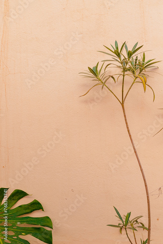 Palm tree on the stone beige background